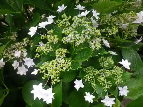 御霊神社の自然