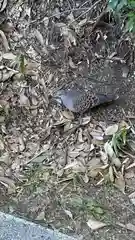 意賀美神社の動物