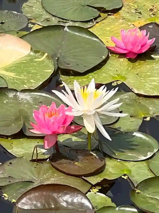 堀切天祖神社(東京都)