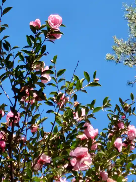 六甲比命大善神社の自然