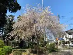 大野神社の自然