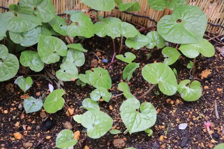 土津神社|こどもと出世の神さまの自然