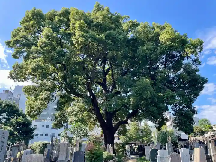 祥雲寺(東京都)
