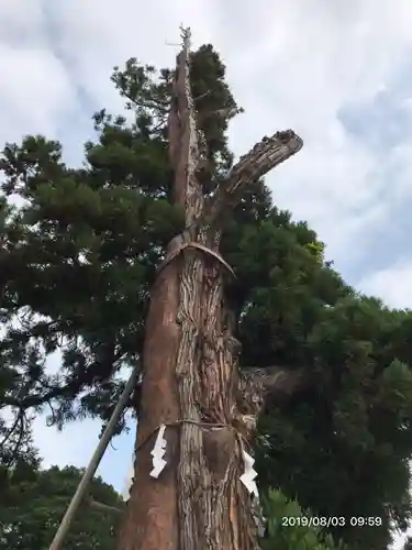 吉備津彦神社の自然