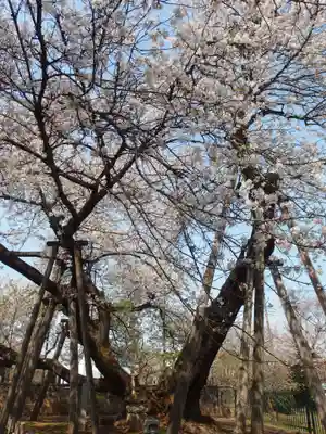 東光寺(埼玉県)