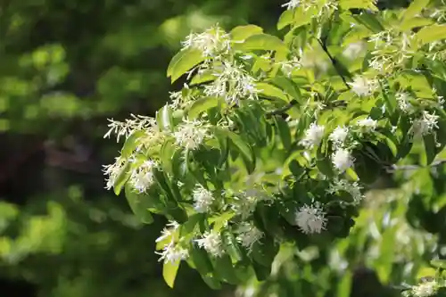 開成山大神宮の庭園