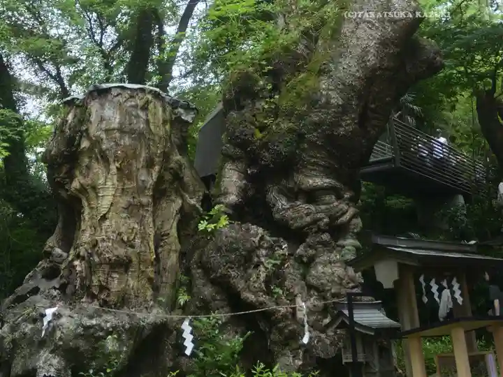 來宮神社(静岡県)
