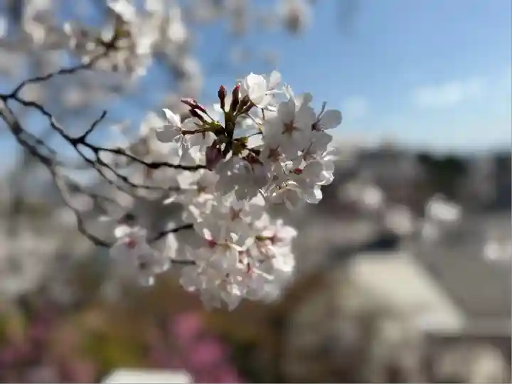 成田山名古屋別院大聖寺(犬山成田山)(愛知県)