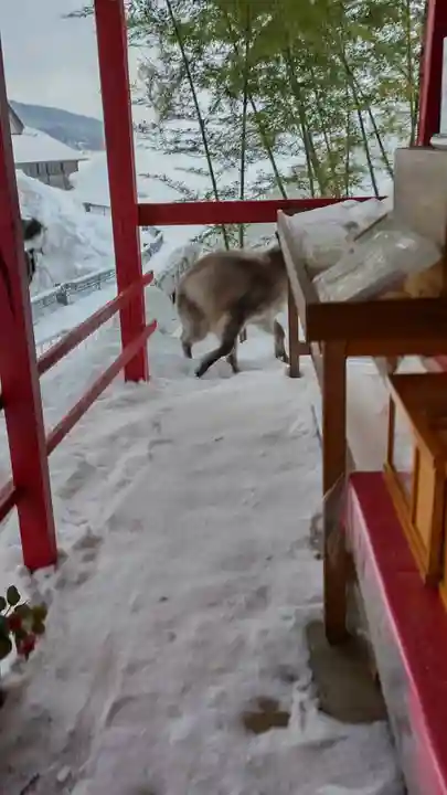 鹿角八坂神社の動物
