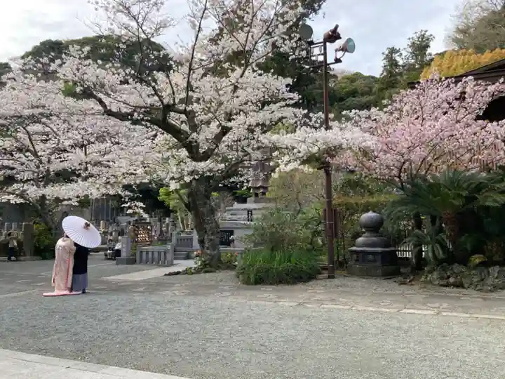 妙本寺(神奈川県)