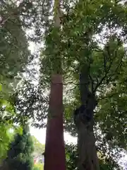 若都王子神社の自然