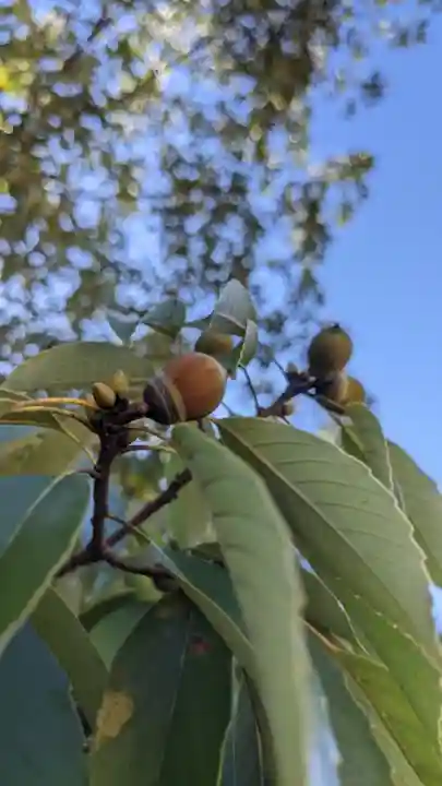 八事山 興正寺の自然