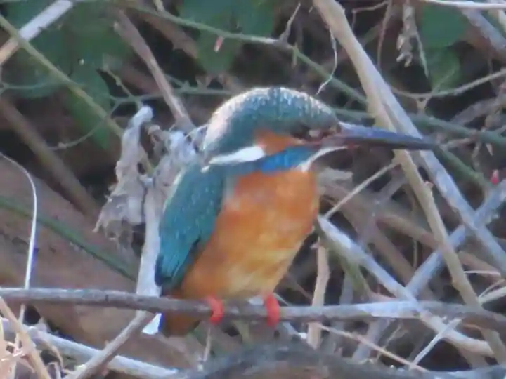 町田天満宮の動物