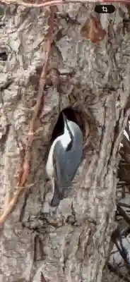 琴平神社(北海道)