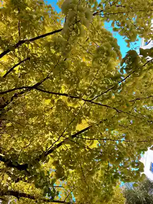 銀杏岡八幡神社(東京都)
