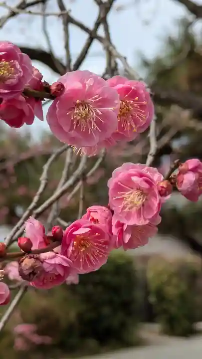 白雲神社(京都府)
