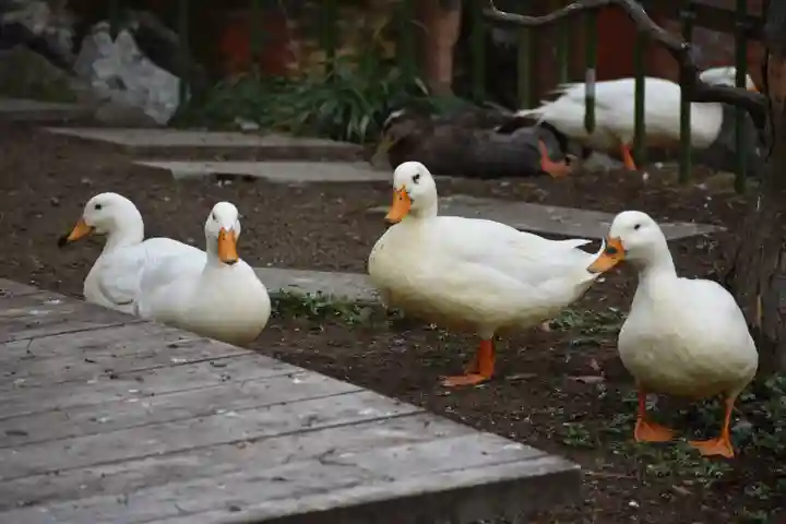 平塚八幡宮の動物