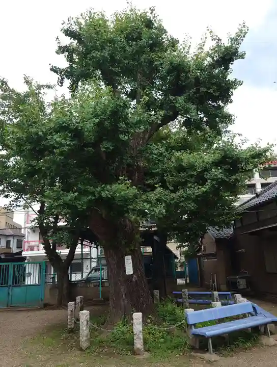 白髭神社(東京都)