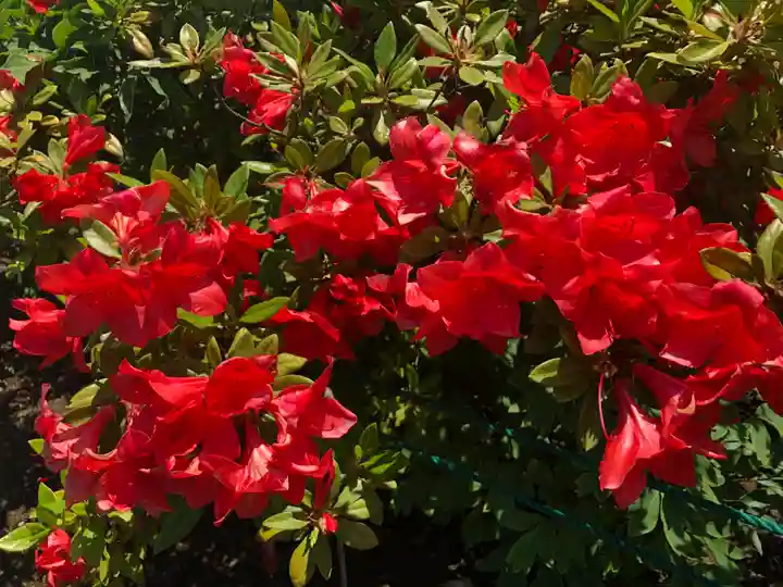 境香取神社の自然