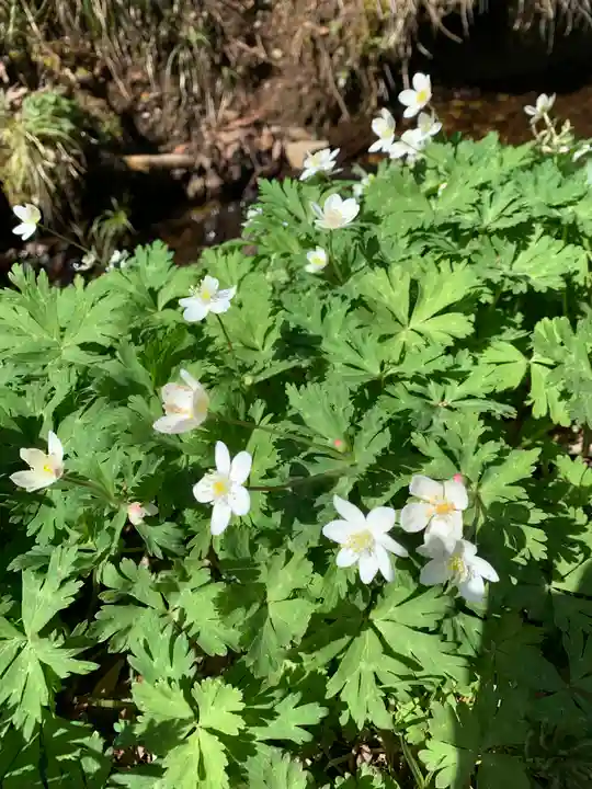 戸隠神社奥社の自然