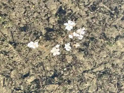 安養寺の{uncategorized: "未分類", other: "その他", undefined: "問題あり", building: "その他建物", grave: "お墓", sacred_gate: "鳥居", guardian: "狛犬", statue: "像", buddha: "仏像", history: "歴史", nature: "自然", garden: "庭園", animal: "動物", pagoda: "塔", temizu: "手水舎", mountain_gate: "山門・神門", sanctuary: "本殿・本堂", subordinate: "末社・摂社", art: "芸術", scenery: "景色", jizo: "地蔵", ema: "絵馬", goshuin: "御朱印", omikuji: "おみくじ", items: "授与品その他", amulet: "お守り", goshuincho: "御朱印帳", eats: "食事", festival: "お祭り", votive_dance: "神楽", shichigosan: "七五三参", wedding: "結婚式", experience: "体験その他", initially: "初詣", around: "周辺", anti_infection: "感染症対策"}