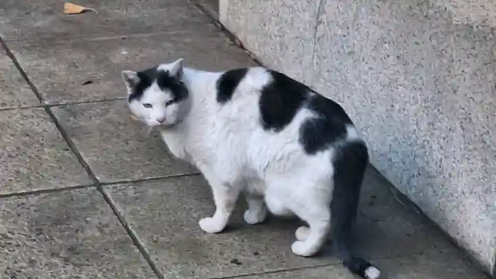 渋谷氷川神社の{uncategorized: "未分類", other: "その他", undefined: "問題あり", building: "その他建物", grave: "お墓", sacred_gate: "鳥居", guardian: "狛犬", statue: "像", buddha: "仏像", history: "歴史", nature: "自然", garden: "庭園", animal: "動物", pagoda: "塔", temizu: "手水舎", mountain_gate: "山門・神門", sanctuary: "本殿・本堂", subordinate: "末社・摂社", art: "芸術", scenery: "景色", jizo: "地蔵", ema: "絵馬", goshuin: "御朱印", omikuji: "おみくじ", items: "授与品その他", amulet: "お守り", goshuincho: "御朱印帳", eats: "食事", festival: "お祭り", votive_dance: "神楽", shichigosan: "七五三参", wedding: "結婚式", experience: "体験その他", initially: "初詣", around: "周辺", anti_infection: "感染症対策"}