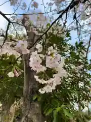 岩槻久伊豆神社の自然