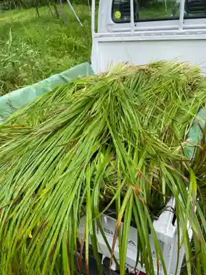 鏑八幡神社(岩手県)