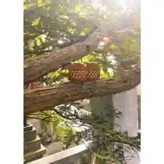 彌彦神社　(伊夜日子神社)(北海道)