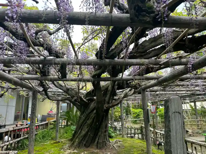行興寺の{uncategorized: "未分類", other: "その他", undefined: "問題あり", building: "その他建物", grave: "お墓", sacred_gate: "鳥居", guardian: "狛犬", statue: "像", buddha: "仏像", history: "歴史", nature: "自然", garden: "庭園", animal: "動物", pagoda: "塔", temizu: "手水舎", mountain_gate: "山門・神門", sanctuary: "本殿・本堂", subordinate: "末社・摂社", art: "芸術", scenery: "景色", jizo: "地蔵", ema: "絵馬", goshuin: "御朱印", omikuji: "おみくじ", items: "授与品その他", amulet: "お守り", goshuincho: "御朱印帳", eats: "食事", festival: "お祭り", votive_dance: "神楽", shichigosan: "七五三参", wedding: "結婚式", experience: "体験その他", initially: "初詣", around: "周辺", anti_infection: "感染症対策"}