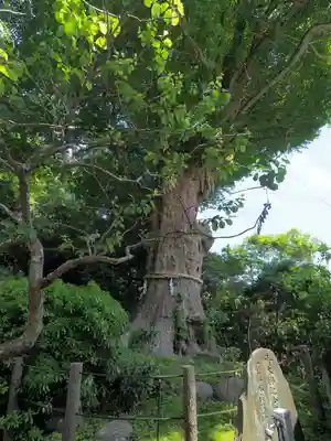 荏柄天神社(神奈川県)