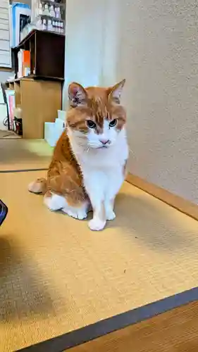 五十稲荷神社(栄寿稲荷神社)の動物
