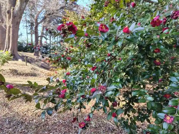 神炊館神社 ⁂奥州須賀川総鎮守⁂(福島県)