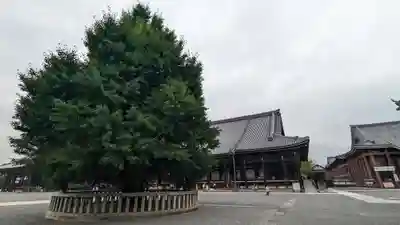 本願寺（西本願寺）(京都府)