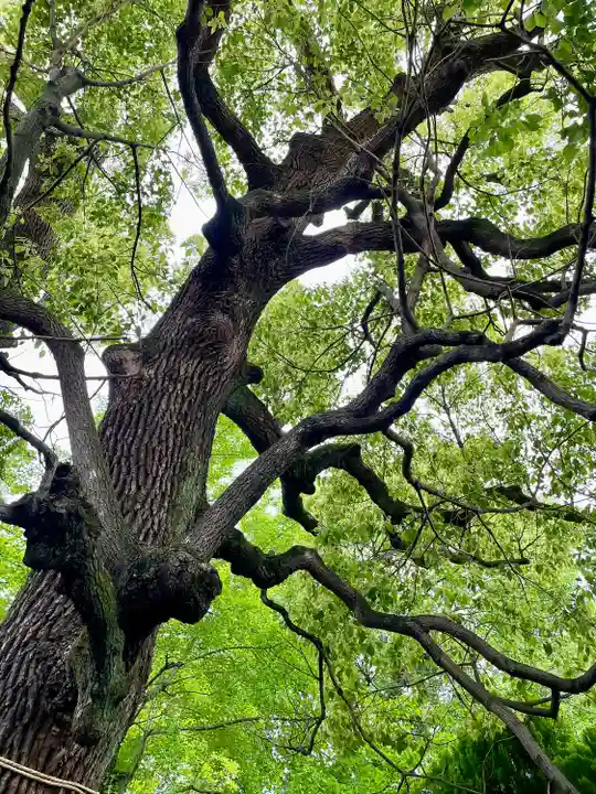 千住氷川神社(東京都)