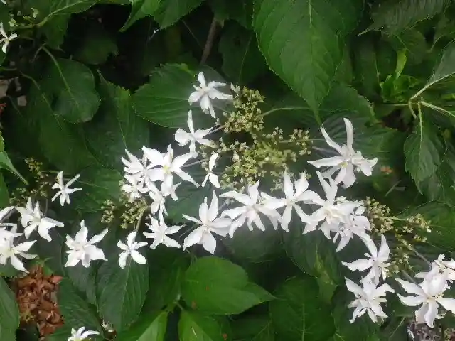 御霊神社の自然