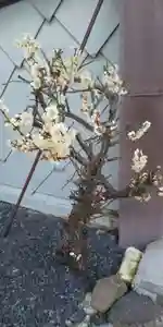 大鏑神社の自然 2021年02月01日(月)〜(2021年01月28日(木) 15時59分02秒投稿)