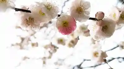 北野天満宮(京都府)