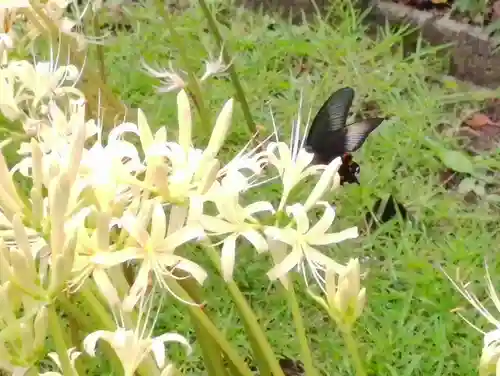 横浜　西方寺の動物
