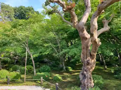 圓光寺(京都府)