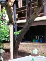 高円寺氷川神社(東京都)