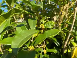 秩父札所十三番 慈眼寺の自然(2022年09月26日(月) 18時36分19秒投稿)