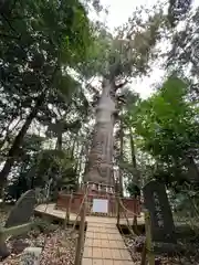 麻賀多神社(千葉県)