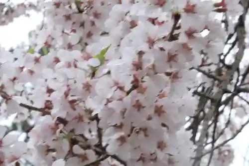 高麗神社の{uncategorized: "未分類", other: "その他", undefined: "問題あり", building: "その他建物", grave: "お墓", sacred_gate: "鳥居", guardian: "狛犬", statue: "像", buddha: "仏像", history: "歴史", nature: "自然", garden: "庭園", animal: "動物", pagoda: "塔", temizu: "手水舎", mountain_gate: "山門・神門", sanctuary: "本殿・本堂", subordinate: "末社・摂社", art: "芸術", scenery: "景色", jizo: "地蔵", ema: "絵馬", goshuin: "御朱印", omikuji: "おみくじ", items: "授与品その他", amulet: "お守り", goshuincho: "御朱印帳", eats: "食事", festival: "お祭り", votive_dance: "神楽", shichigosan: "七五三参", wedding: "結婚式", experience: "体験その他", initially: "初詣", around: "周辺", anti_infection: "感染症対策"}