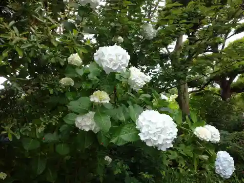 櫻井神社の自然