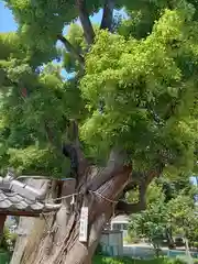 蒲田神社(大阪府)