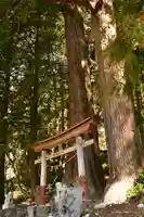 三所神社(桑の川の大杉)(高知県)