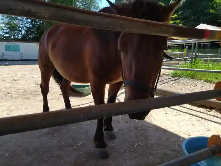 八幡神社(妻木)の動物