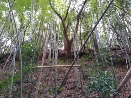 諏訪神社の自然