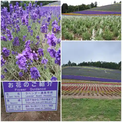 中富良野神社(北海道)